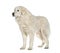 Standing Maremma Sheepdog, isolated on white