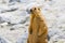Standing Marmot