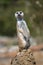 A standing meerkat.