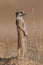 Standing meerkat