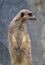 Standing Meerkat