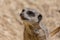 Standing Meerkat Close Up
