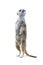 Standing Meerkat Isolated