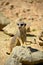 Standing Meerkat on rock