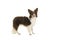 Standing miniature american shepherd dog seen from the side looking at the camera