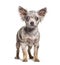 Standing Minnow eyed Chihuahua dog, isolated