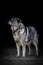 Standing old female dog with fluffy fur isolated on black background