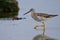 Standing on one leg, a greater yellow legs forages in a tide pool