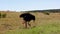 Standing ostrich eating food from ground on meadow. Big bird with long neck in wildlife. Safari park, South Africa