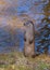 Standing otter with water on background