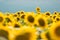 Standing out from the crowd concept. Wonderful panoramic view of field of sunflowers by summertime. One flower growing