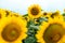Standing out from the crowd concept. Wonderful panoramic view of field of sunflowers by summertime. One flower growing