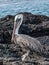 Standing Pelican