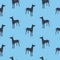 Standing pharaoh hound isolated on blue background. Seamless pattern. Dog silhouette. Endless texture. Design for