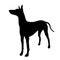 Standing pharaoh hound puppy. Black dog silhouette. Pet animals. Isolated on a white background