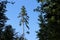 standing pine among the trees against the blue sky