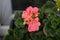 Standing pink geranium, Pelargonium hortorum, blooms in May in a flower box. Berlin, Germany