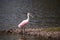 Standing Pink roseate spoonbill bird Platalea ajaja