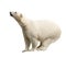 Standing polar bear