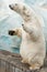 Standing polar bear