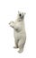 Standing polar bear over white background