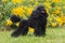 Standing portrait of charming amazing small poodle outside on hot summer day