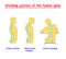 Standing posture of the human spine. Defects of the human spine. Correct alignment of human body in standing posture. vector illus