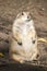 Standing prairie dog