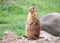 Standing Prairie Dog