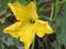 Standing pumpkin in the garden with its leaves, yellow flower in the sun.