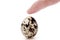 Standing quail egg on a white background