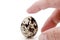 Standing quail egg on a white background