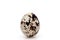 Standing quail eggs on a white background