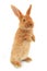 Standing rabbit