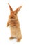 Standing rabbit