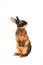 Standing rabbit