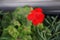 Standing red geraniums, Pelargonium hortorum, bloom in May in a flower box. Berlin, Germany