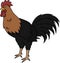 Standing Rooster Cartoon Color Illustration
