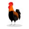 Standing Rooster With Shiny Feathers Cartoon Illustration