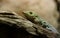 Standing\'s day gecko