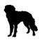 Standing Saint Bernard Silhouette. Good To Use For Element Print Book, Animal Book and Animal Content