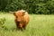 Standing Scottish Highland Cow