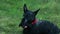 Standing scottish terrier