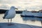 Standing seagull, blurry background, Oslo Opera House