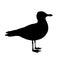 Standing seagull silhouette. Vector illustration in monochrome style on white background. Element for your design. Bird