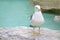 Standing Seagull Trevi Rome Fountain