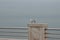 Standing seagulls on the railing of embankment, waterfront on the background of the sea