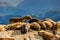 A standing seal, Beagle Channel, Ushuaia, Argentina