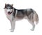 Standing Siberian Husky