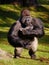 Standing Silverback Gorilla